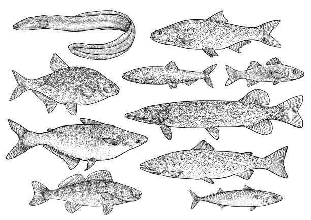 鱼矢量图素材ID：300989742