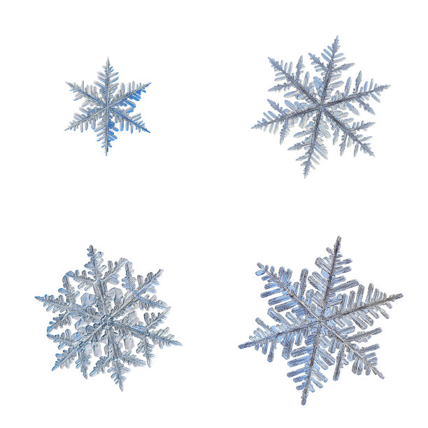 四片雪花孤立在白色的背景上图片下载