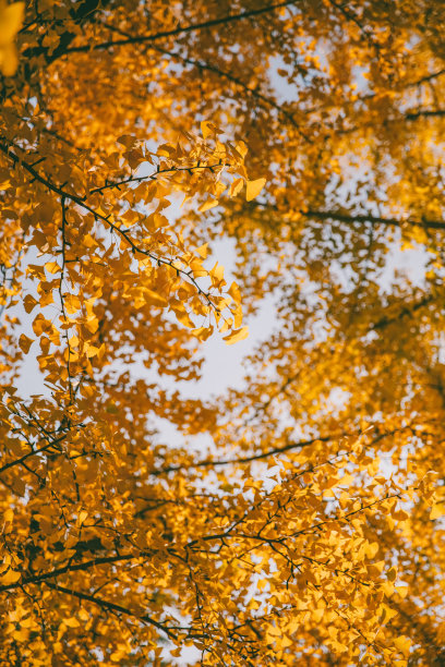 秋天银杏树木图片下载