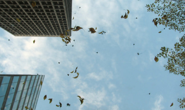 秋叶映着蓝天飘落图片下载