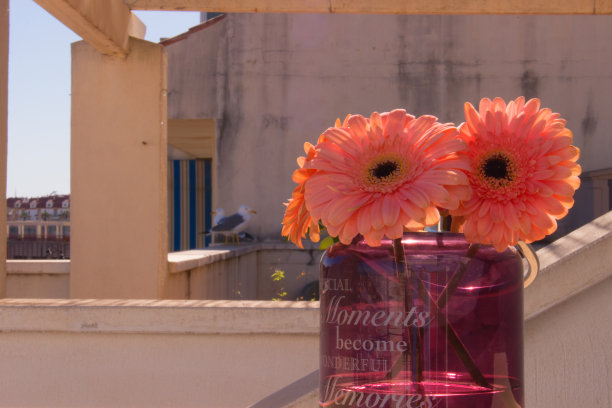 嘉宝。图片下载