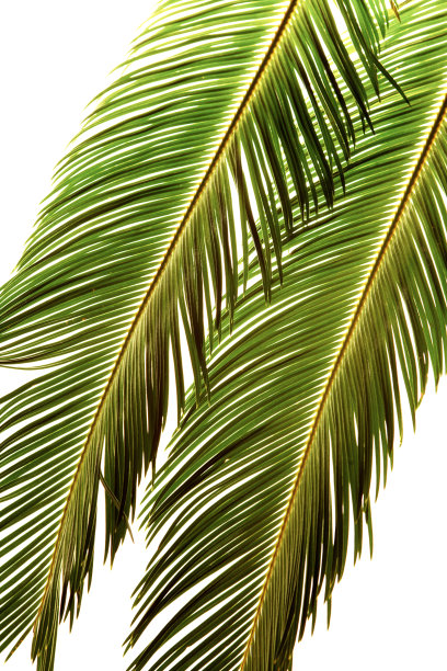 棕榈叶图片下载