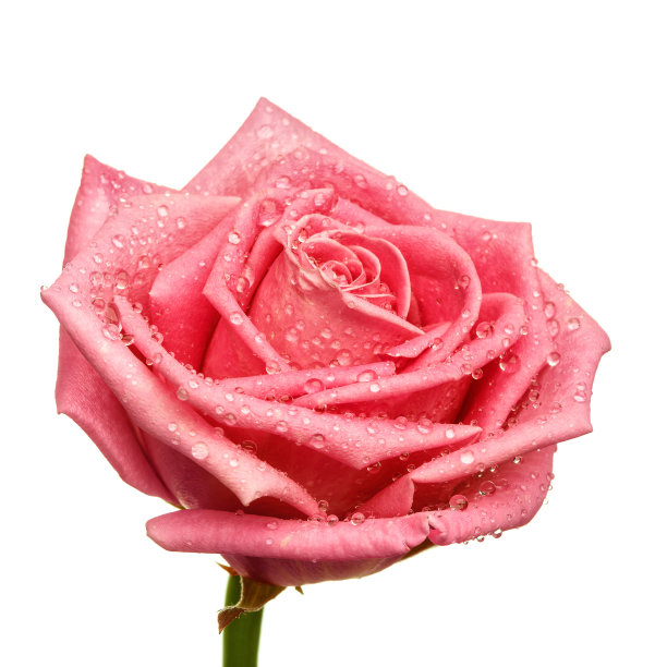 粉红色的玫瑰头孤立在白色的背景上图片下载