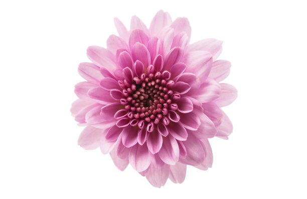 粉红色的菊花图片下载