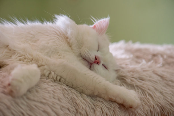 白猫正躺在地毯上图片下载