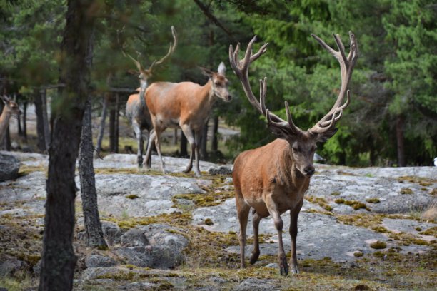 鹿家族图片下载