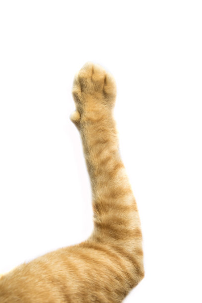 白色背景上的猫爪图片下载