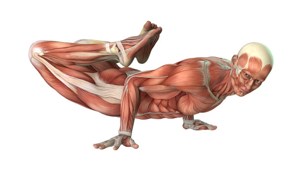 3D渲染男性解剖图与肌肉地图上的白色图片下载