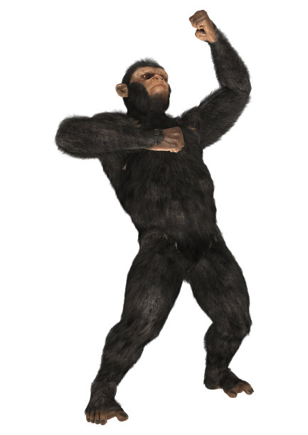 3D渲染黑猩猩在白色图片下载