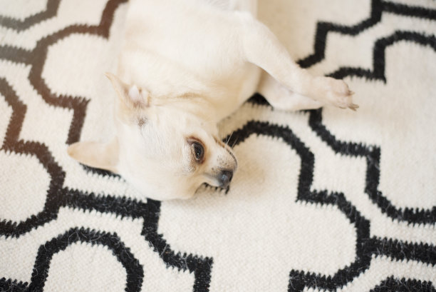 可爱的吉娃娃狗坐在斯堪的纳维亚地毯上的地板上。在室内,甜蜜的家图片下载