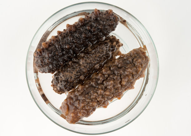 食物准备-在玻璃碗中浸泡再水合海参图片下载
