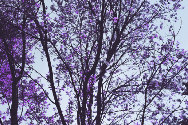 剪影，紫色的叶子在寂寞的气氛中。，用于制作壁纸或背景图片。图片下载