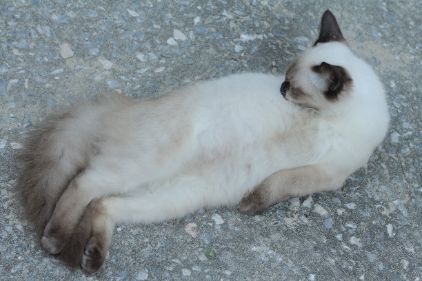 可爱的猫睡觉图片下载