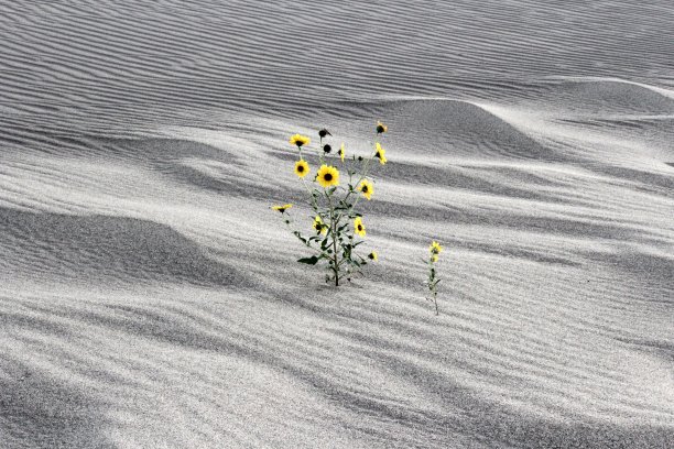 沙漠里的向日葵图片下载