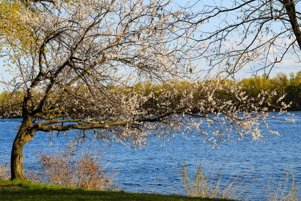河边的杏树开花了图片下载