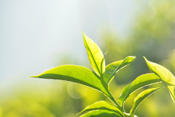 印度茶园素材图片