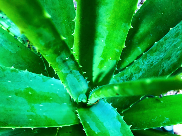 芦荟植物近处图片下载