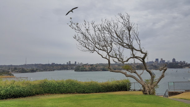 树上鸟瞰图图片下载