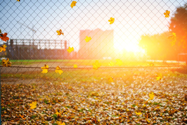 金属网形的栅栏，铁丝上插着秋叶，背景是一个模糊的城市图片下载