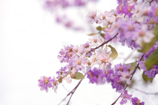 花白色背景图片下载