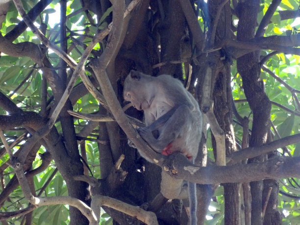 猴子在爬树。一只猴子坐在树枝上。图片下载