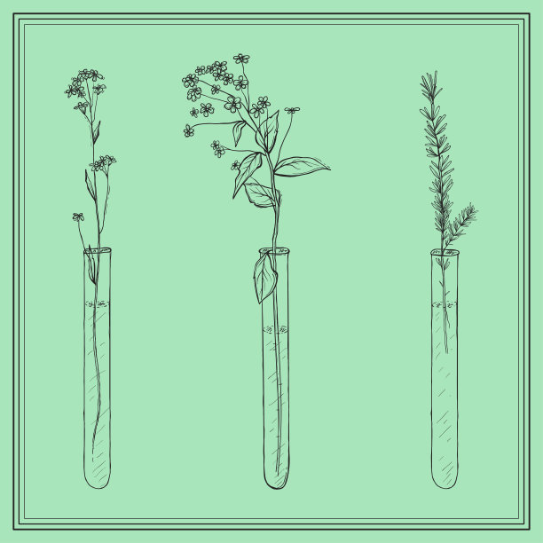 手绘薰衣草植物，试管花，瓶子，框架图片下载