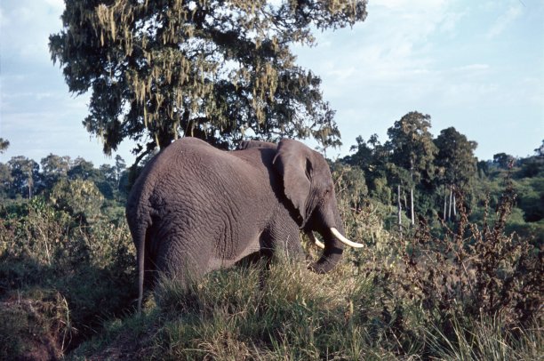 东非的大象图片下载