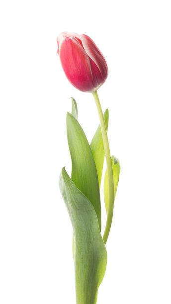 鲜艳的春天郁金香花图片下载