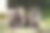 棕熊幼崽图片下载