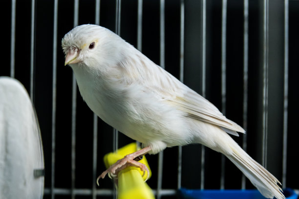 笼子里美丽的白色金丝雀图片下载