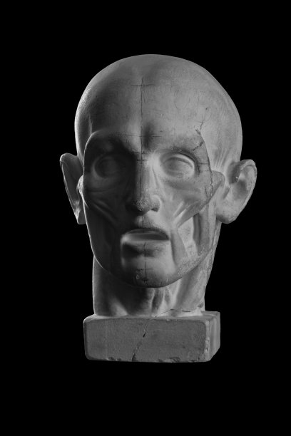 解剖学上的石膏人头图片下载