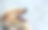 一只雄性德国牧羊犬图片下载