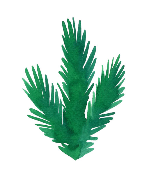 水彩冷杉树枝图片下载