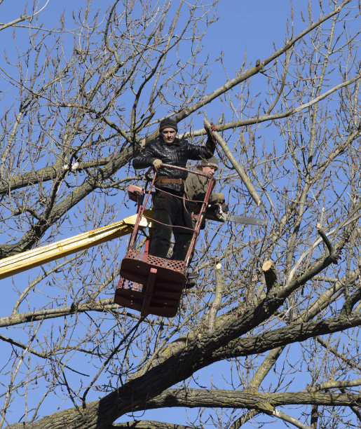 用起重臂修剪树木图片下载