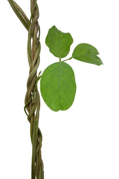 扭曲的野生藤本丛林藤本植物与绿色叶子的亚洲鸽子翼或蓝豌豆(clitioria ternatea)孤立在白色的背景，修剪路径包括。图片下载