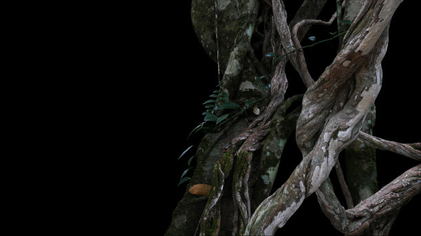 扭曲的野生藤本植物大丛林藤本植物与苔藓，地衣和野生攀援兰花叶在黑色的背景。图片下载