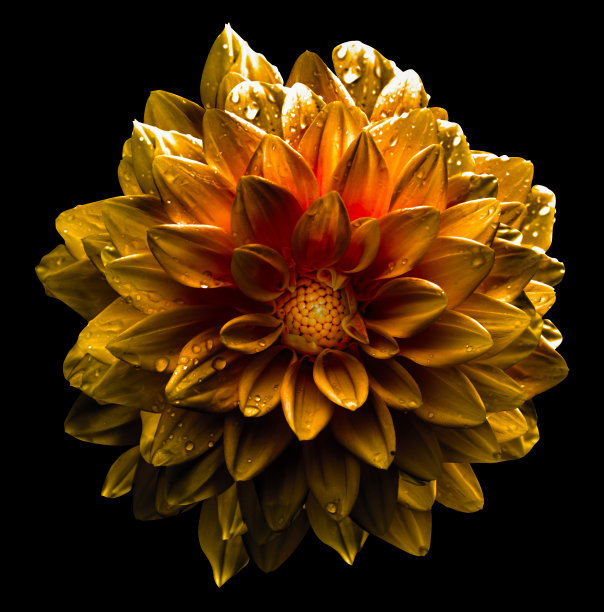超现实的暗铬黄色大丽花宏孤立在白色图片下载