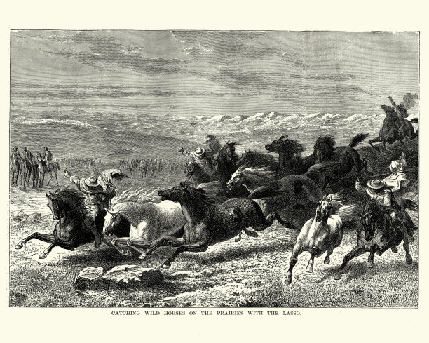 在草原上用套索抓野马图片下载