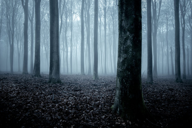 在一个多雾的冬日里，有雾的森林图片下载