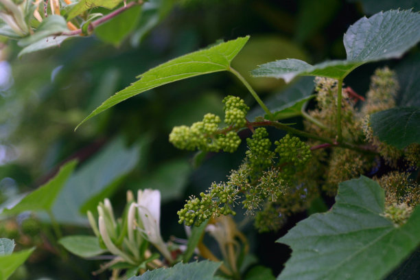 带花的小葡萄图片下载