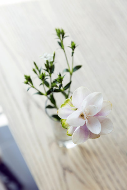 暹罗郁金香在罐子在桌子上图片下载