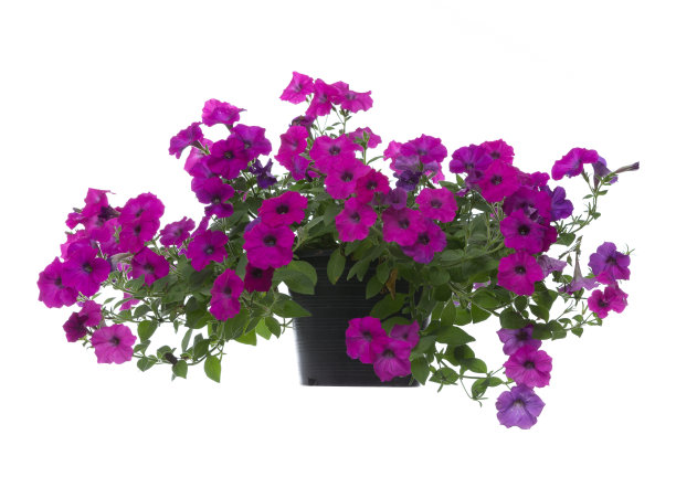 佩妮孤立在白色背景上图片下载