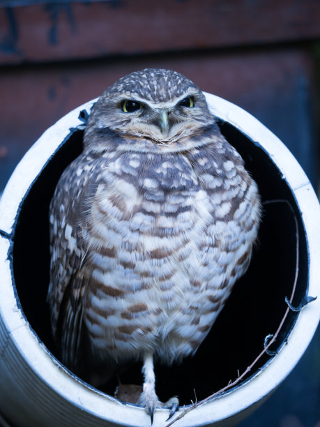 年轻的猫头鹰图片下载