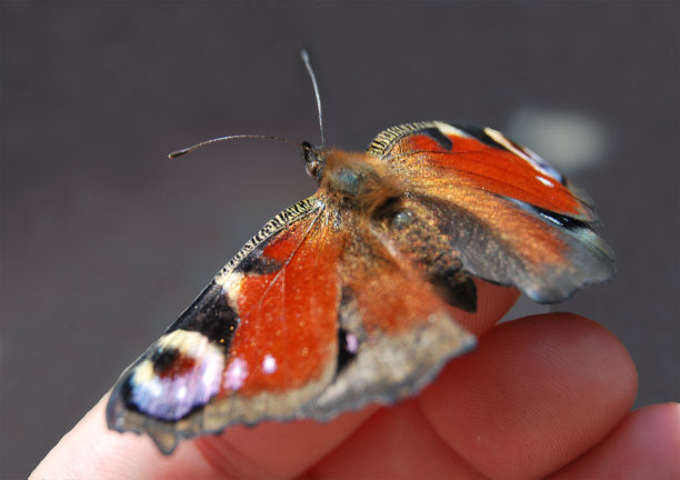 蝴蝶“孔雀眼”坐在一个女孩的手指上图片下载