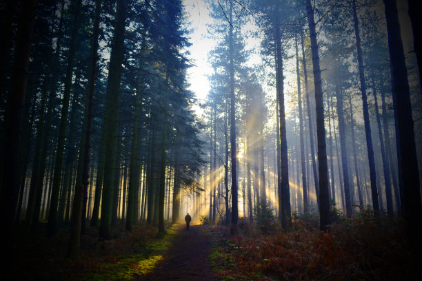 树林里的日出图片下载