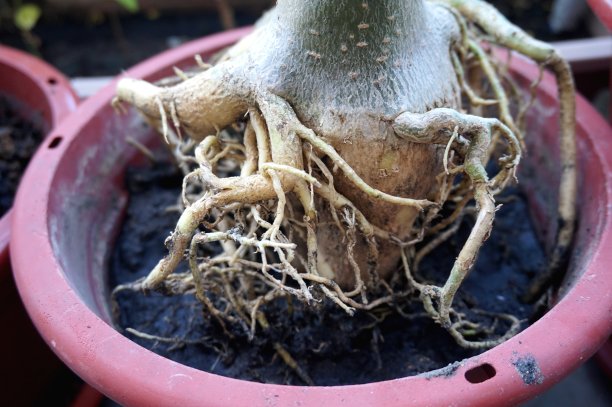 近视图的Adenium根为家庭园艺图片下载