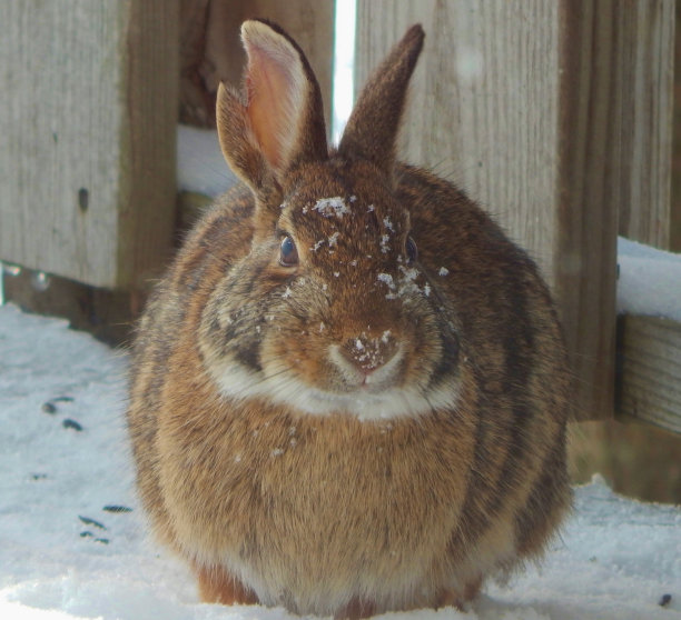 战斗伤疤兔子图片下载