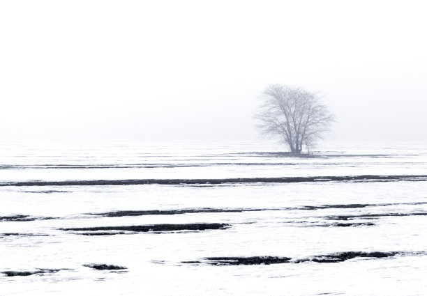 季节性的自然白色图像:景观与孤独独特的冬天树在一个朦胧的雪原(孤独的概念)。可以用作明信片，背景或墙纸。图片下载
