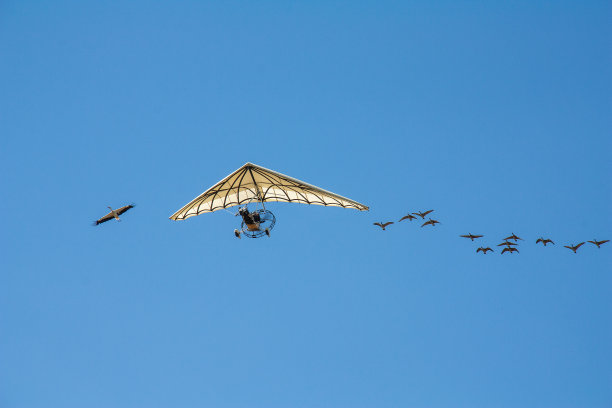 乌尔姆在鸟儿的陪伴下飞行图片下载