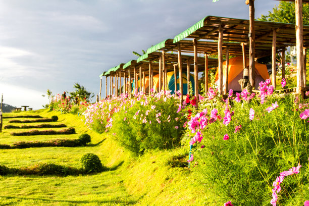 泰国北部乡村的美丽鲜花、冬季和山景图片下载